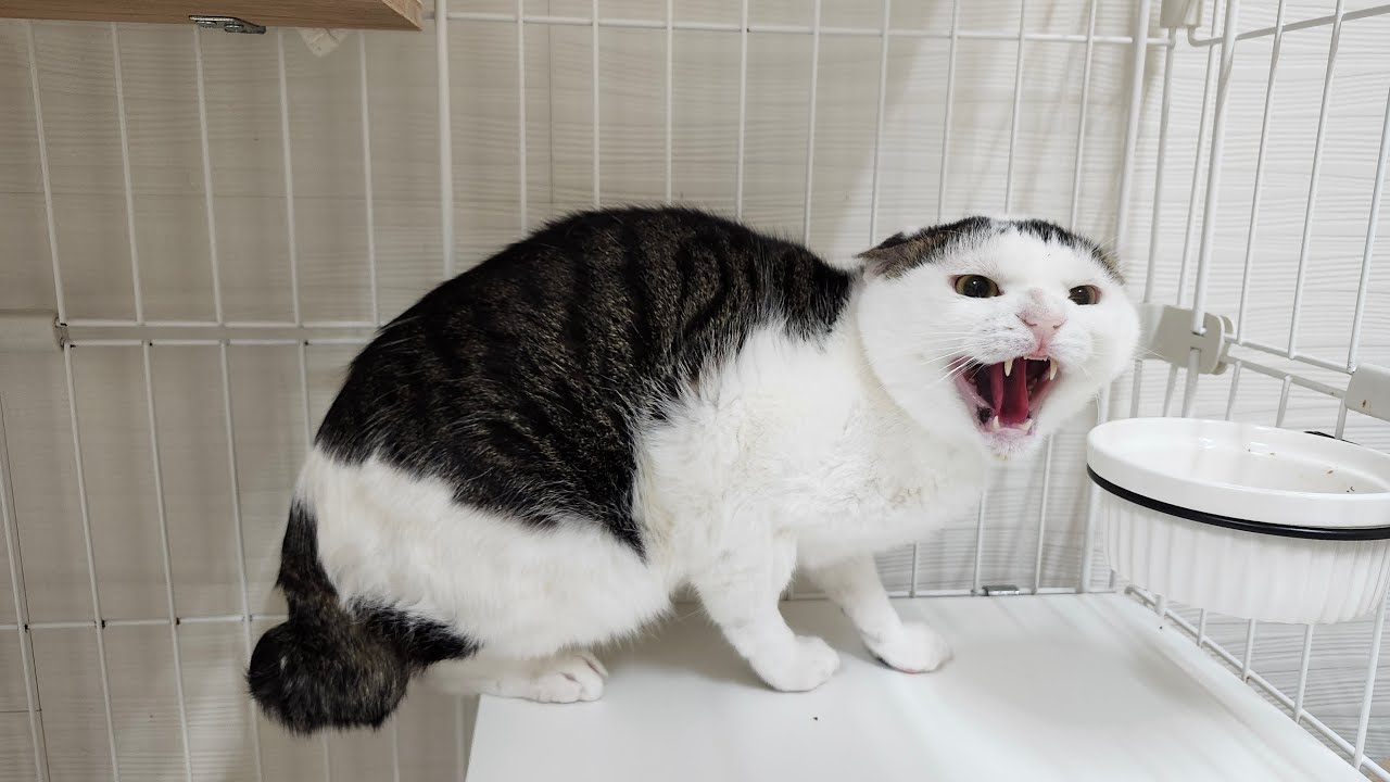 1/13 猫だけ配信 ※ワンワンBGM🙇‍♀️💦