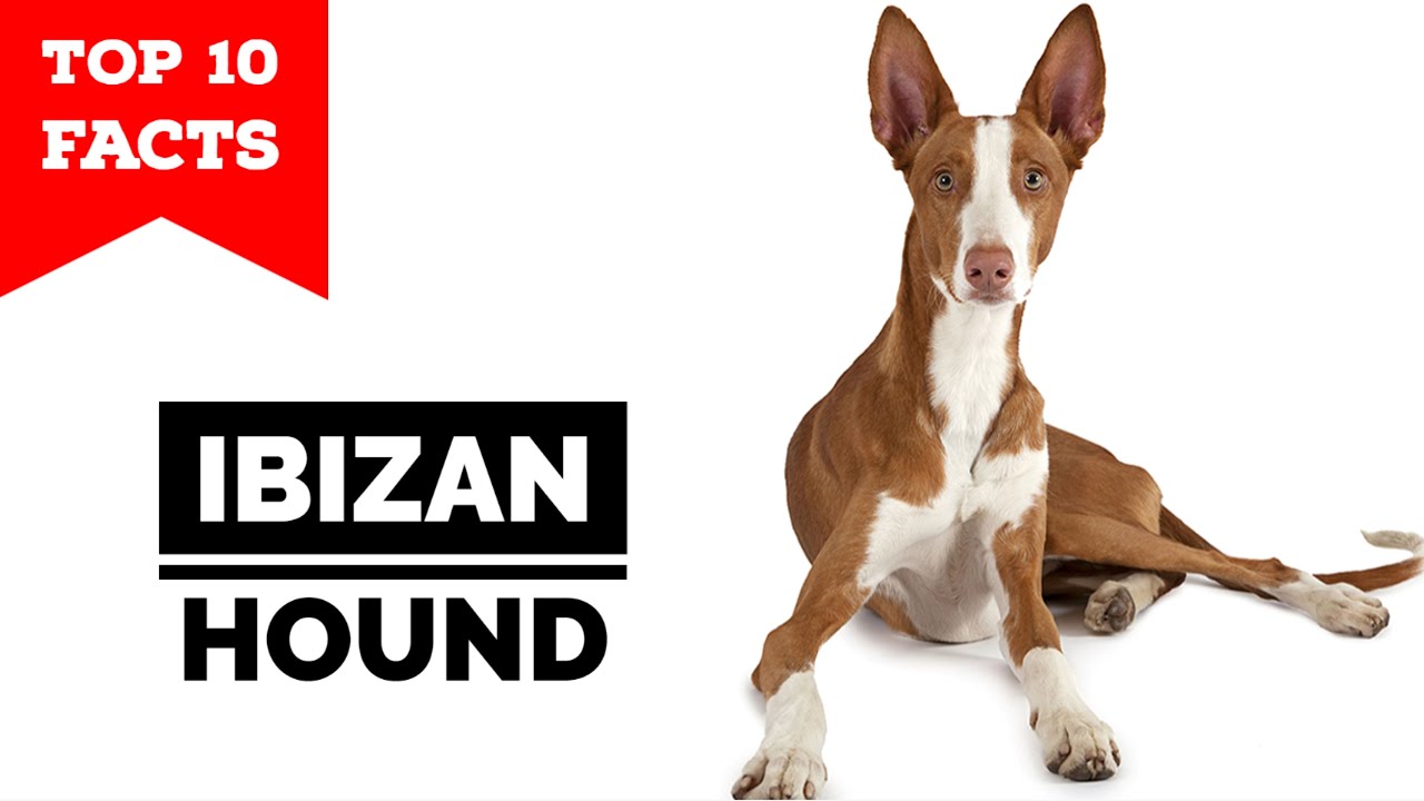 Ibizan Hound - Top 10 Facts