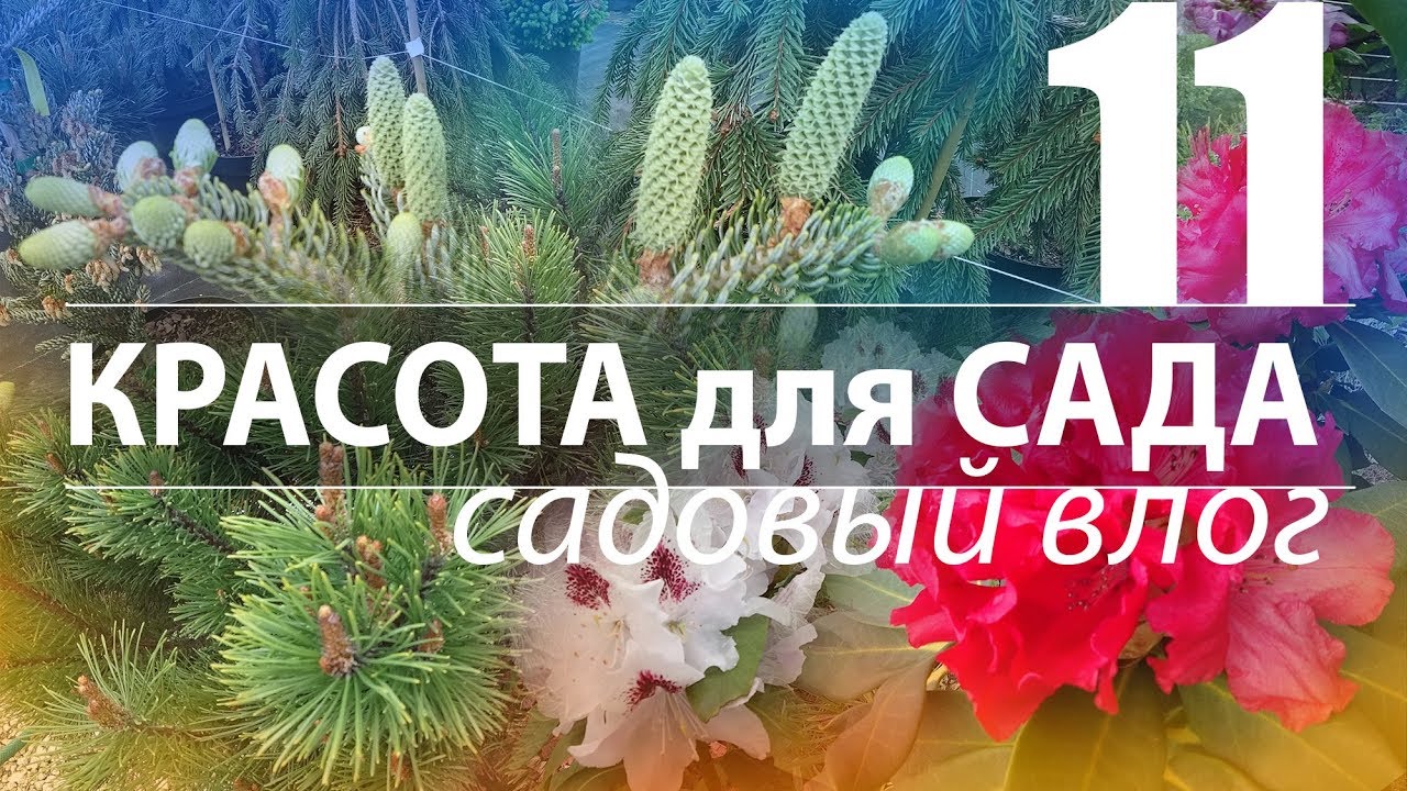 КАРЛИКОВЫЕ ЕЛИ. ШИШКИ у ПИХТЫ. ЗИМОСТОЙКИЕ РОДОДЕНДРОНЫ.