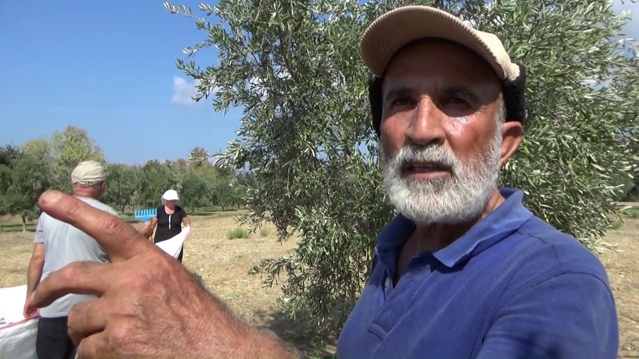 Erken Zeytin Hasadı