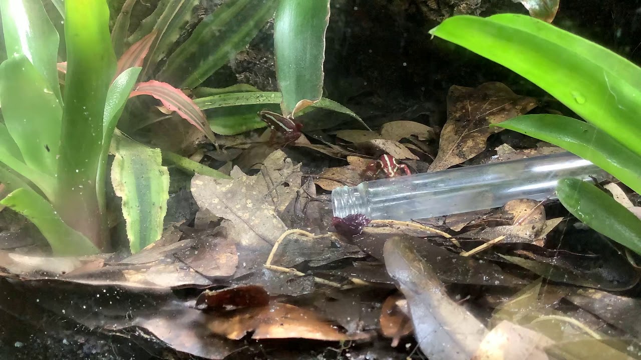 Epipedobates anthonyi feeding on Pheidole dentata