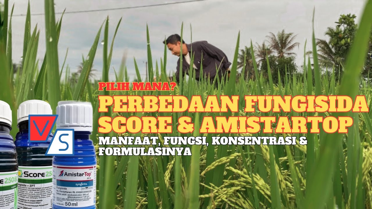 Perbedaan fungisida Score dan Amistartop mengatasi jamur bakteri daun padi kresek bulir gabah kusam