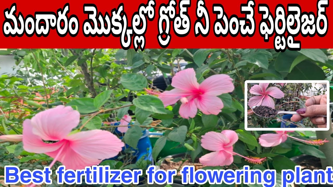 మందారం మొక్కలు పువ్వులతో నిండిపోవడానికి ఈ fertilizer ఇవ్వండి | Best fertilizer for flowering plants 