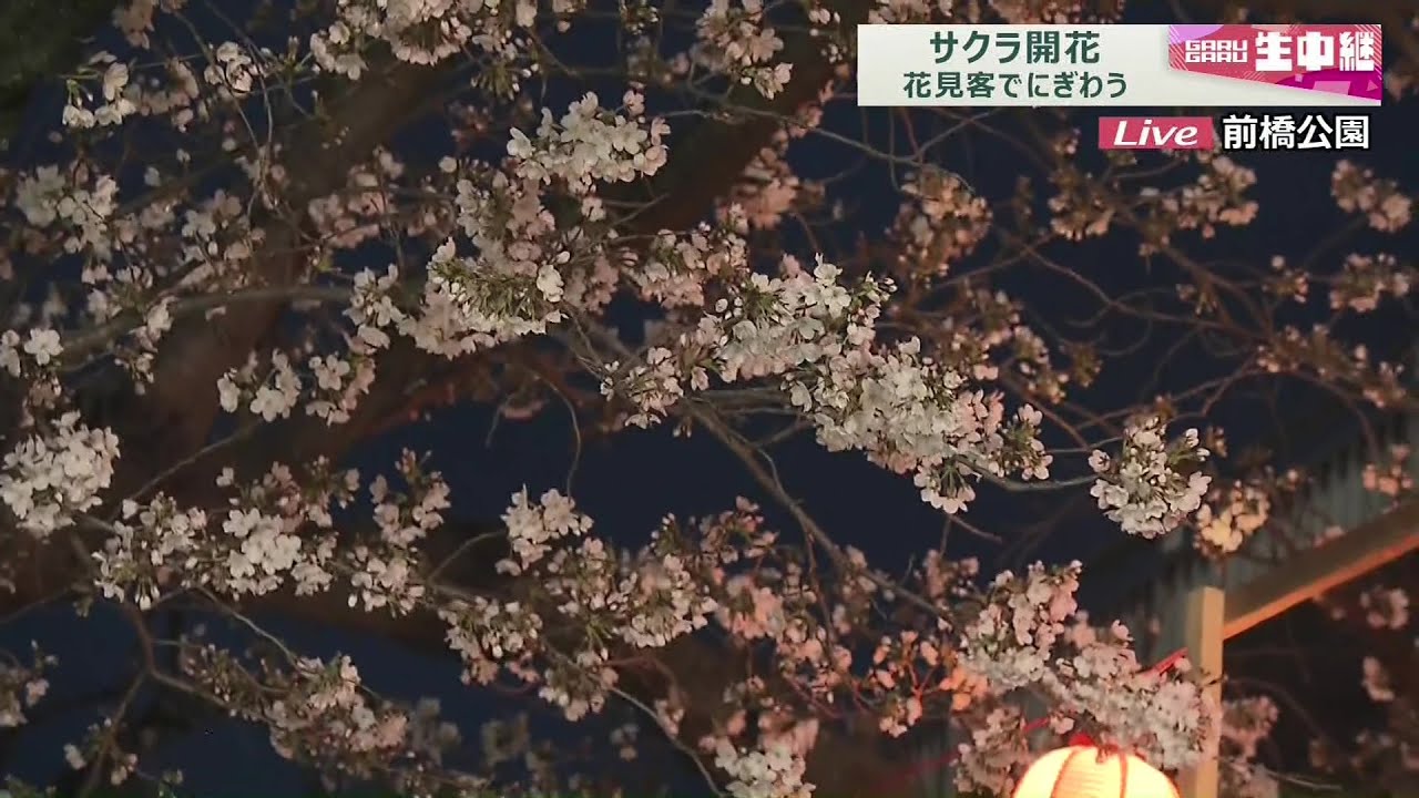 【がるがる生中継】サクラ開花　花見客でにぎわう前橋公園から生中継(25/03/31)