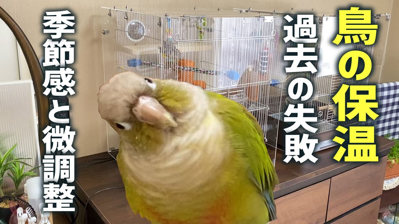 鳥の保温について【応用編】　インコの保温