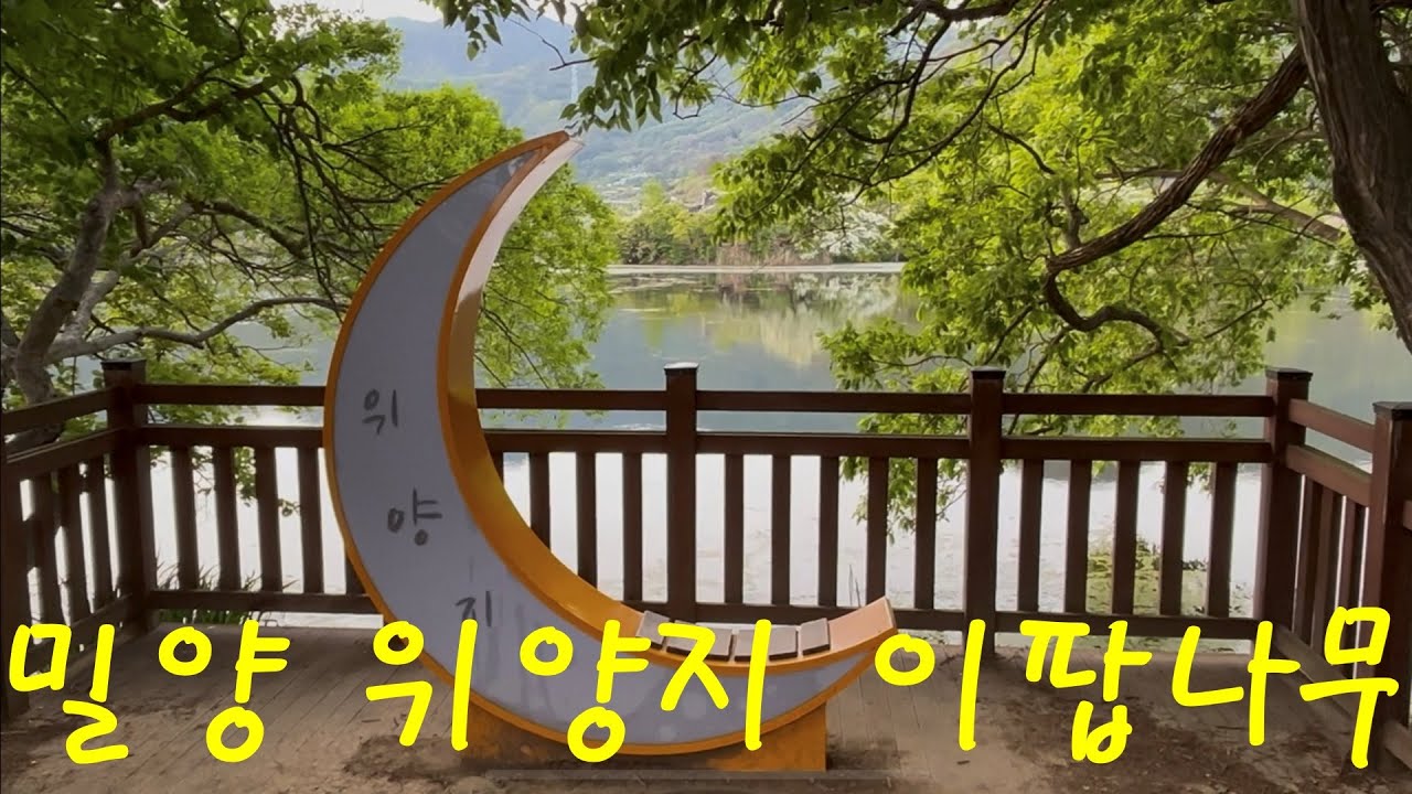 이팝나무가 멋진 5월의 밀양 위양지