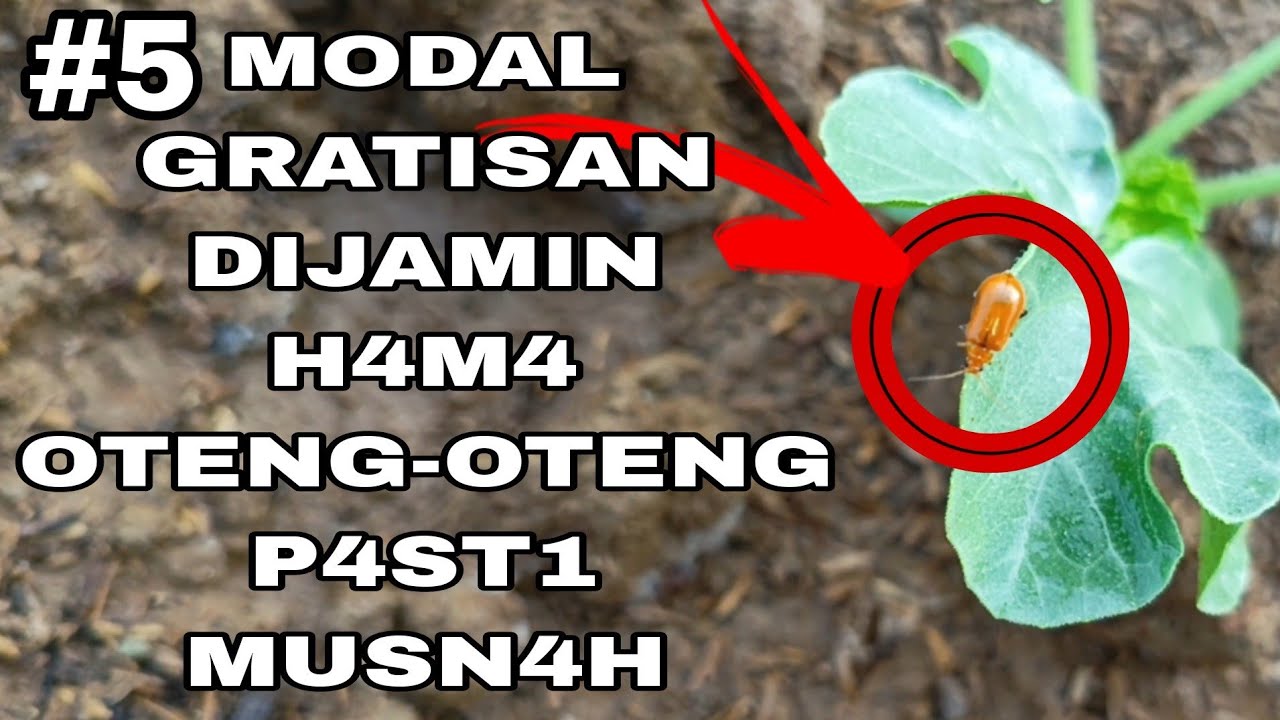 CARA MENGATASI HAMA OTENG OTENG KUMBANG DAUN PADA TANAMAN SEMANGKA TANPA OBAT PENYEMPROTAN