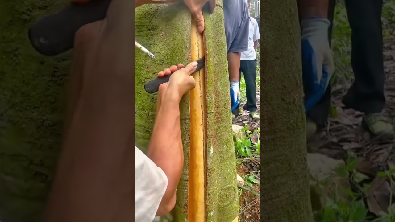 Tapping a tree for resin extraction