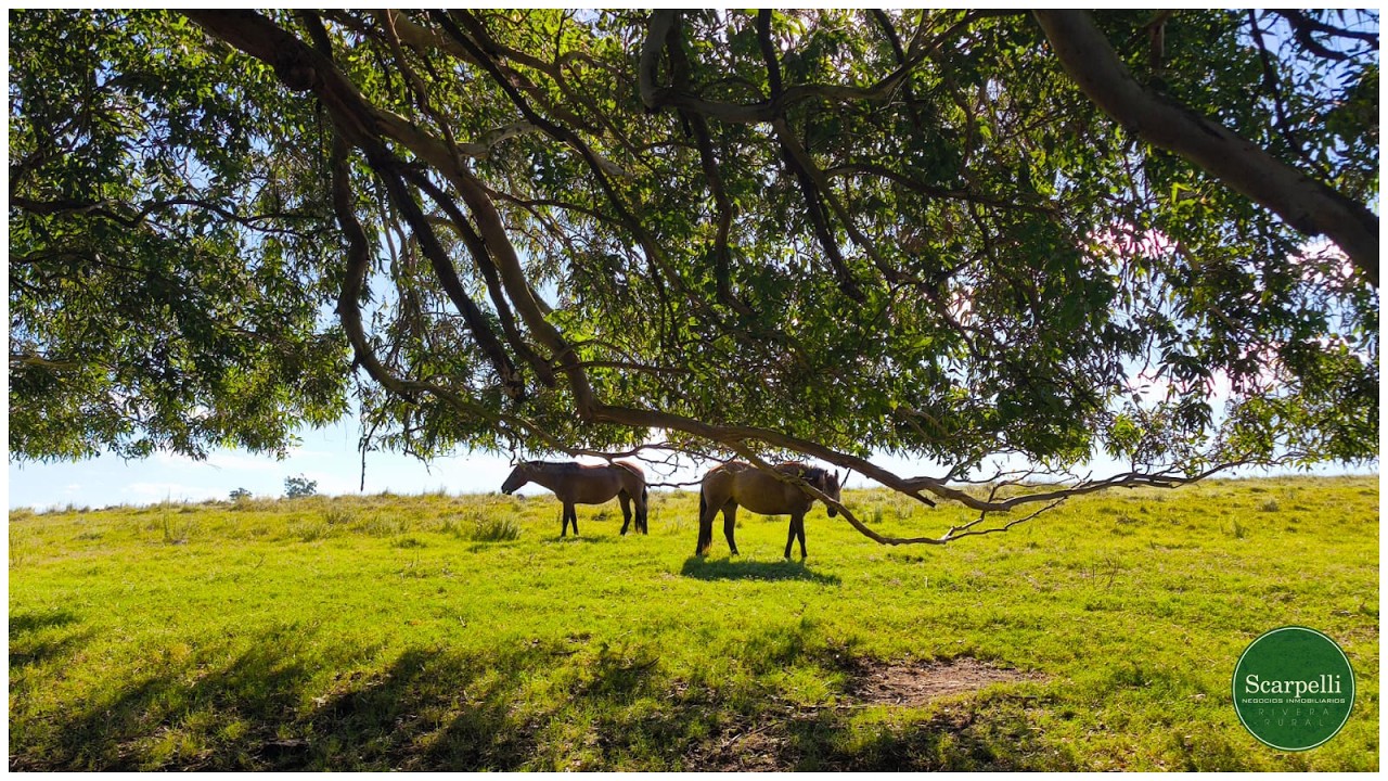 ♦Venta Campo en #Moirones #Rivera 135 hás con costa al Arroyo #Yaguarí  Ruta 27 #Uruguay #scarpelli
