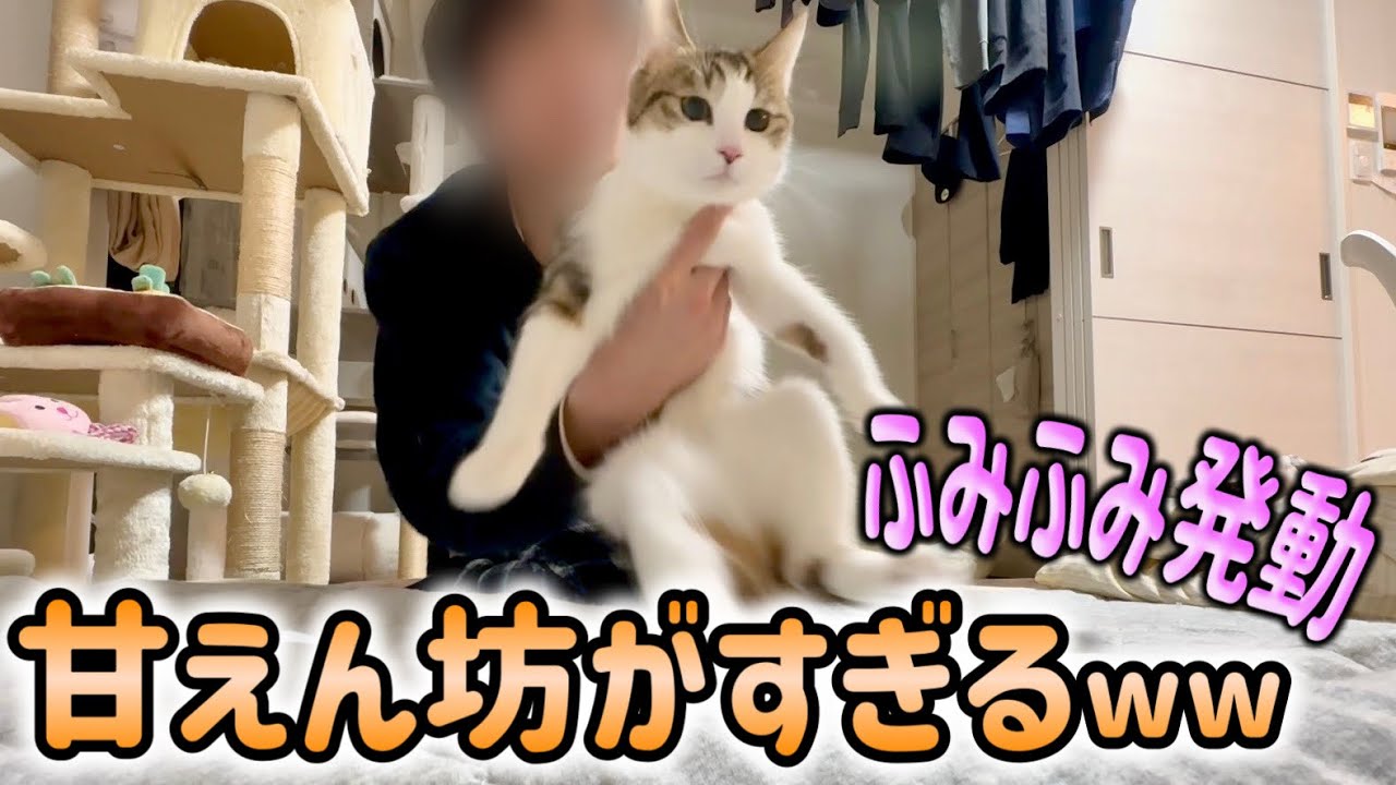 子猫の甘えとフミフミが止まらない今日この頃