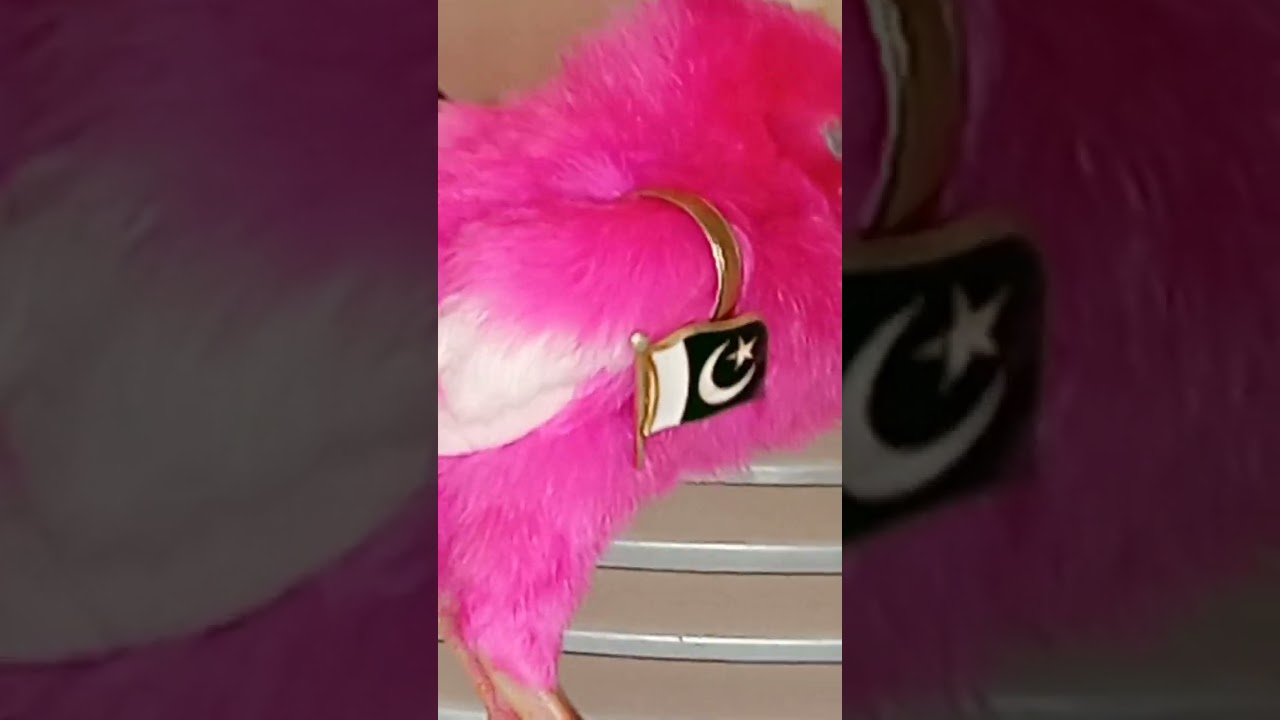 chick best video #daylife #pakistan #youtubeshorts #trending