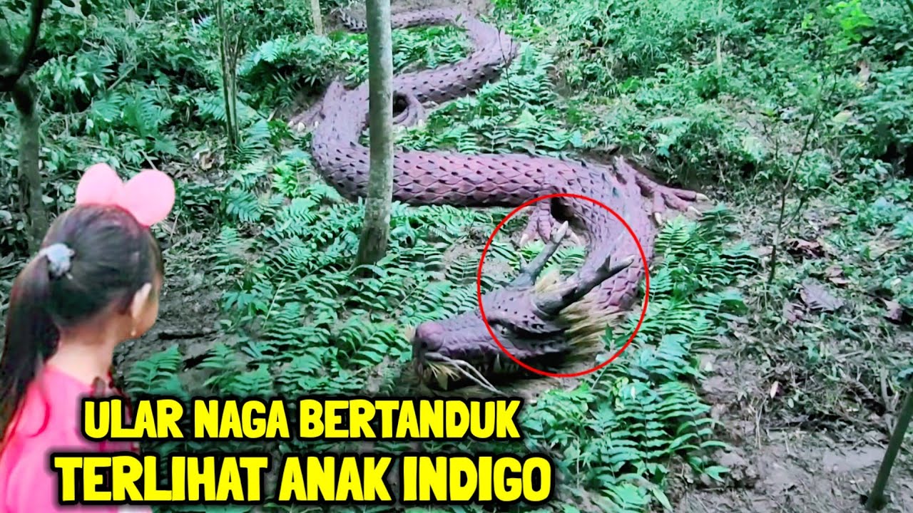 Viral !! Ular Naga Bertanduk Tiba-tiba Muncul Di Hadapan Anak indigo
