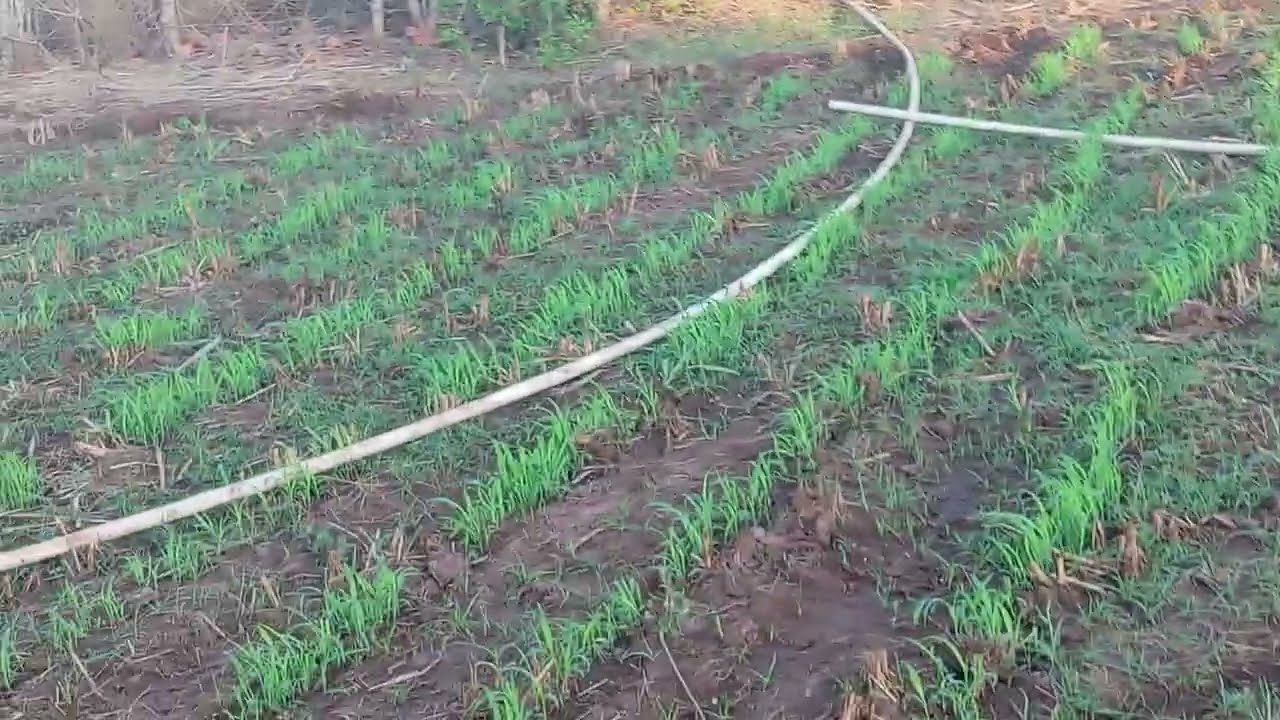 ASÍ ESTA El SEMBRIO DE MAISILLO