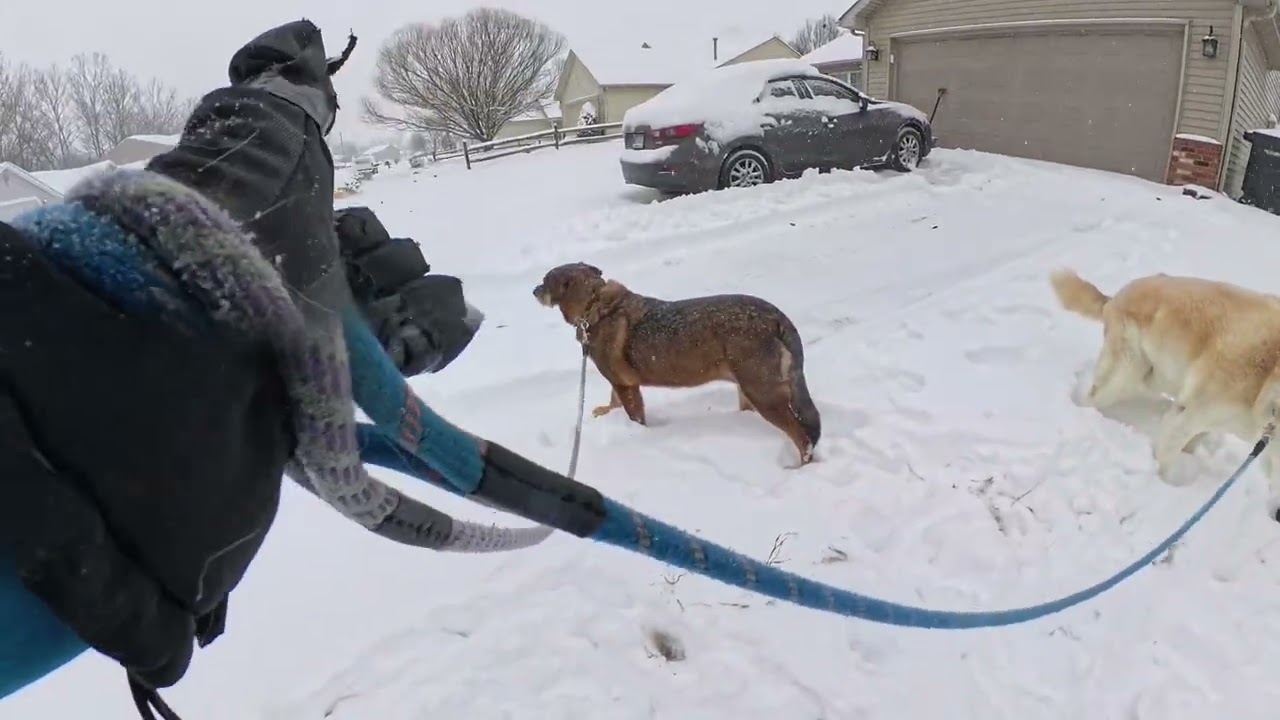 Walking the dogs after snow storm 1-25-26