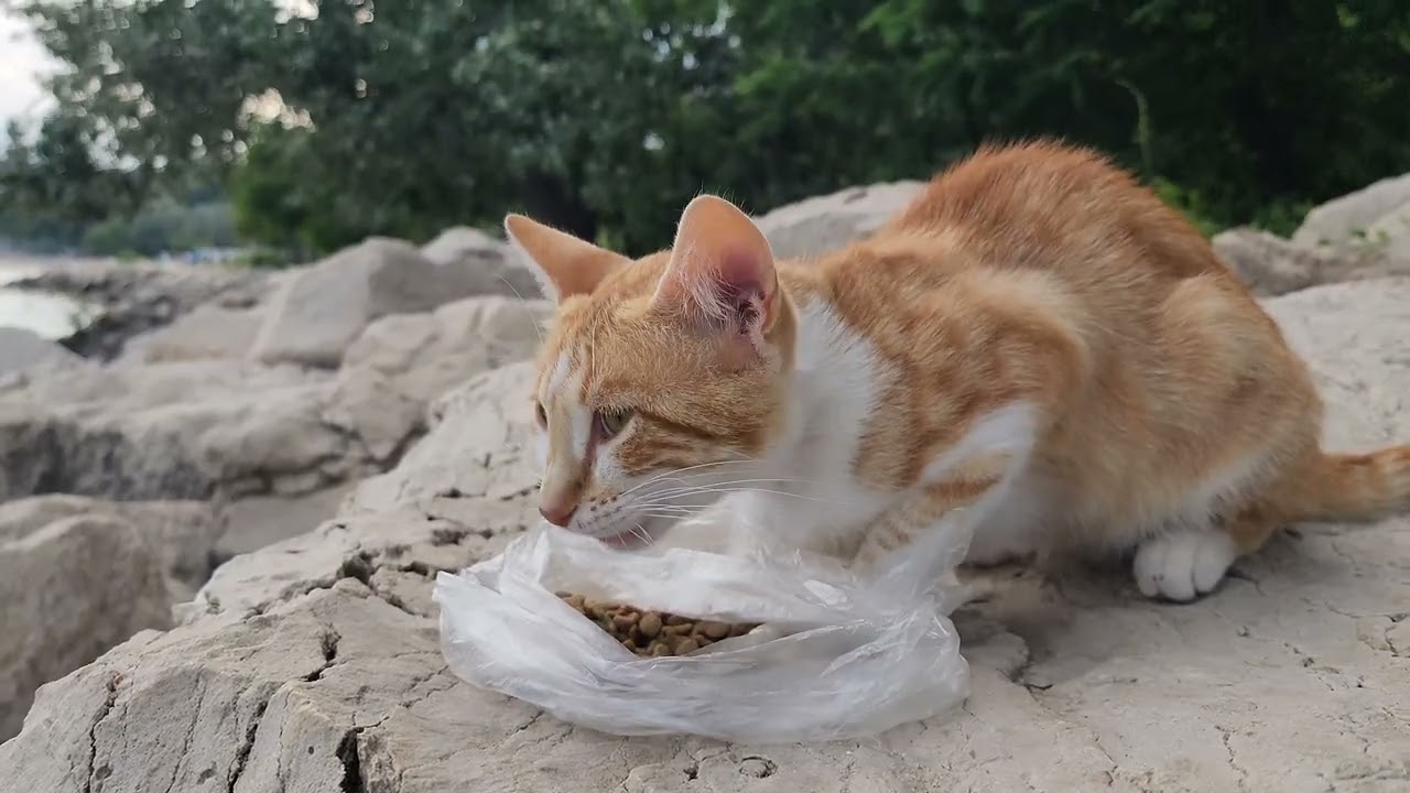 4K SEASIDE Stray Cat getting food meow