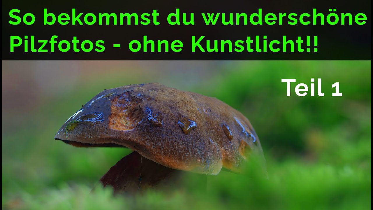 Wunderschöne Pilzfotos ohne Kunstlicht: so gehts!! Teil 1 (Habitatwahl/ Kameraposition/ Objektive)