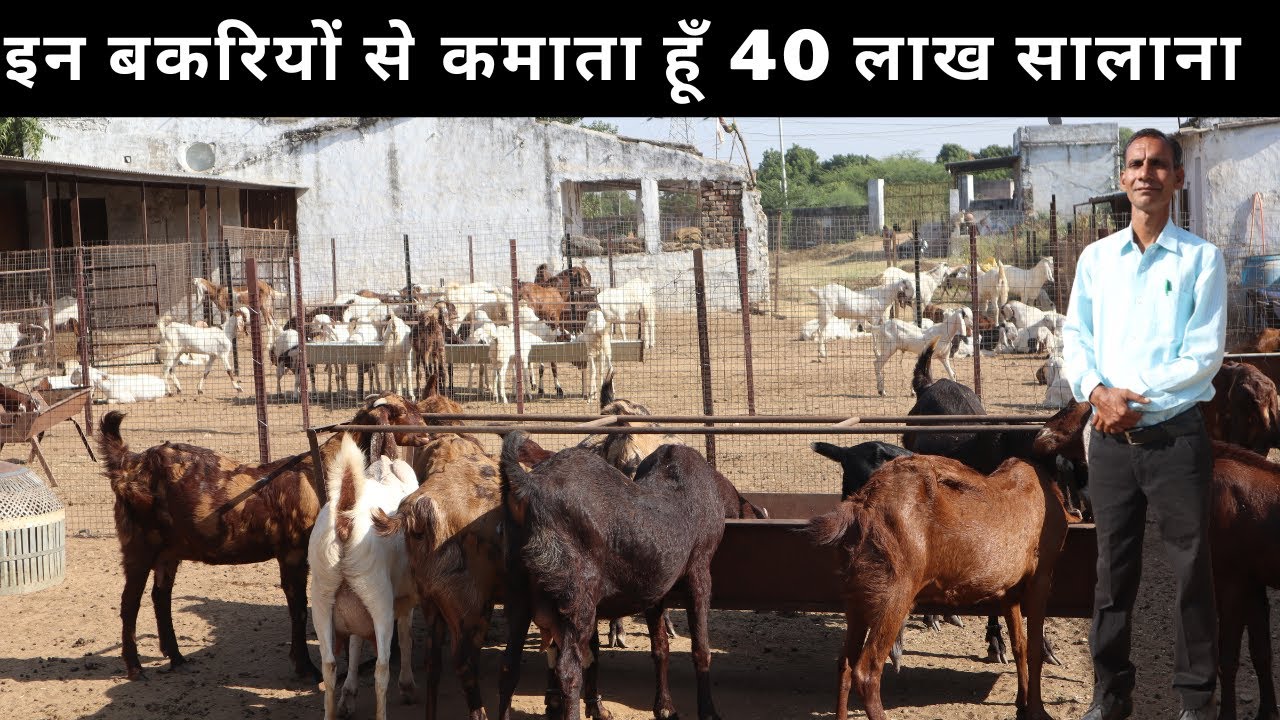इन बकरियों से कमाता हूँ 40 लाख सालाना