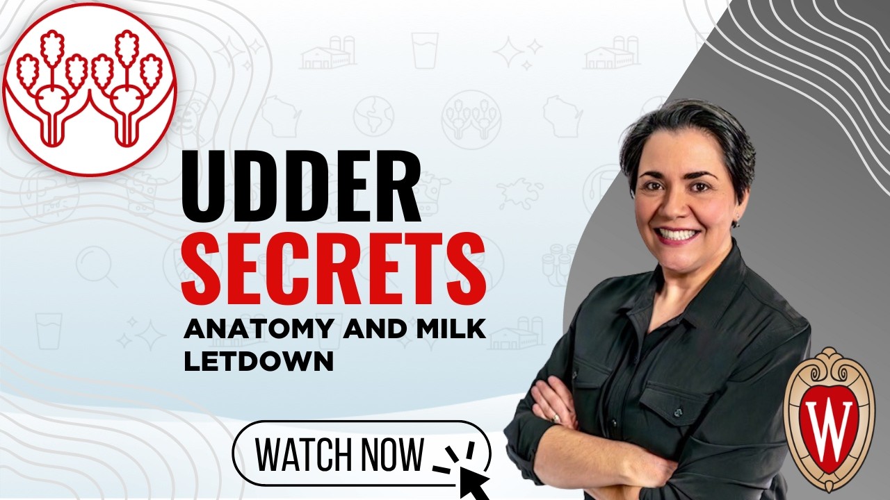 Udder Secrets: Anatomy and Milk Letdown