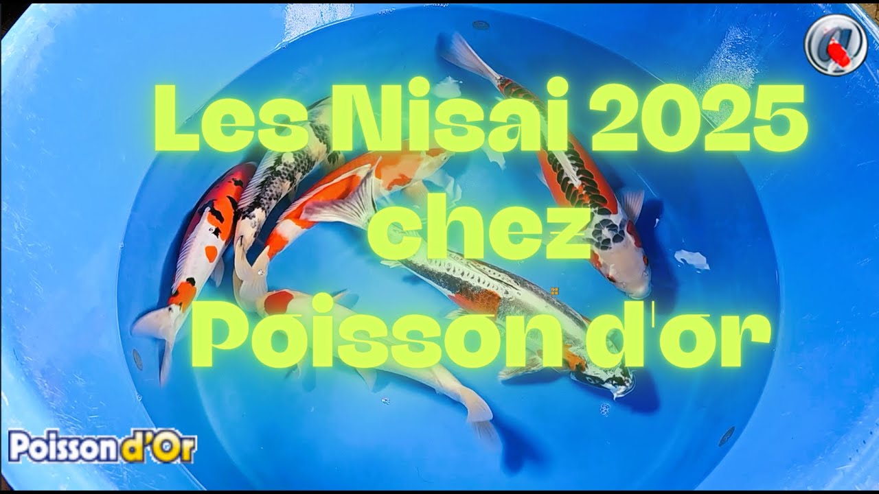 Les nisai 2025 PO