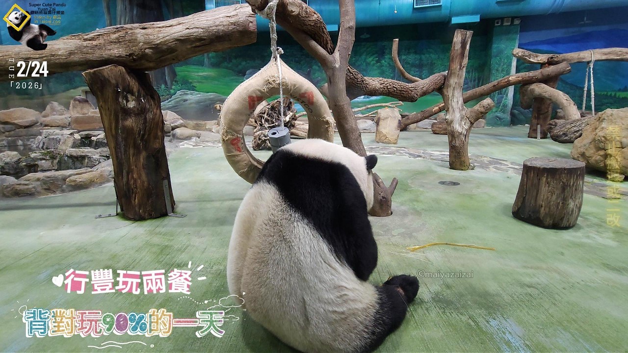 20260224 圓仔行豐玩具玩兩餐，背對玩90%的一天 The Giant Panda Yuan Zai