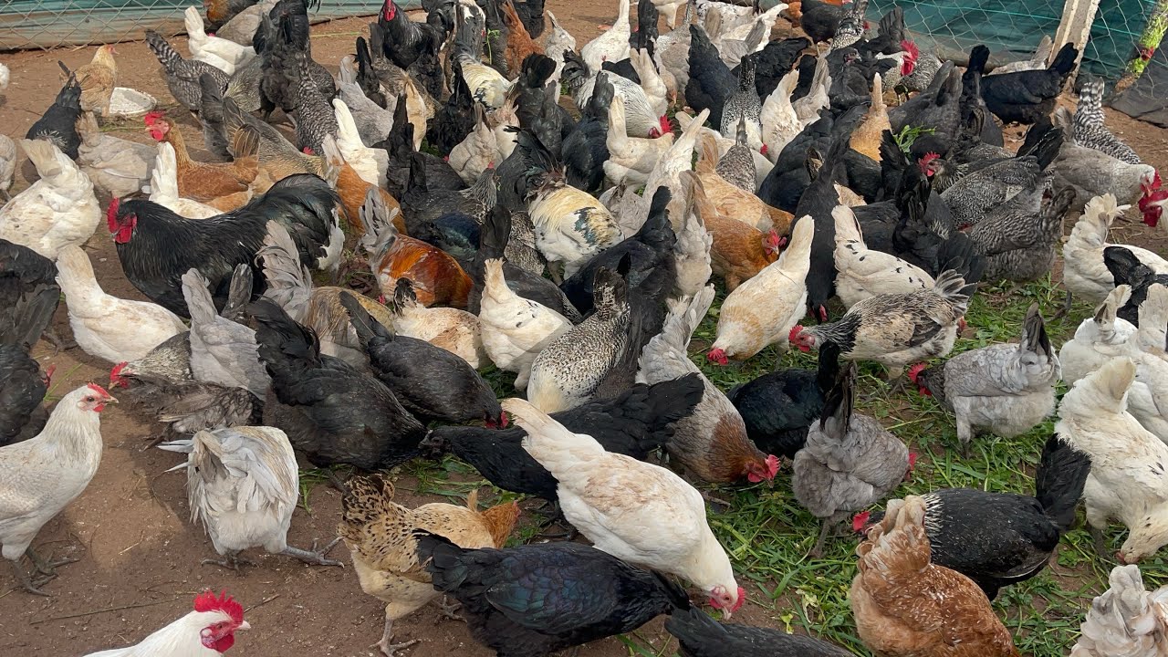 جولة في حظيرة الدجاجلإعطاء الفصة و مراقبة احوال الدجاج هل بصحة جيدة #viral #viralvideo #reels#farmin
