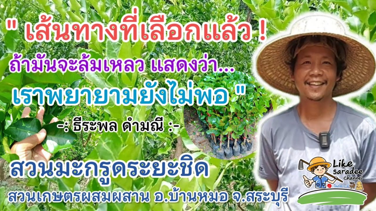สวนมะกรูดระยะชิด สวนเกษตรผสมผสาน อ.บ้านหมอ จ.สระบุรี