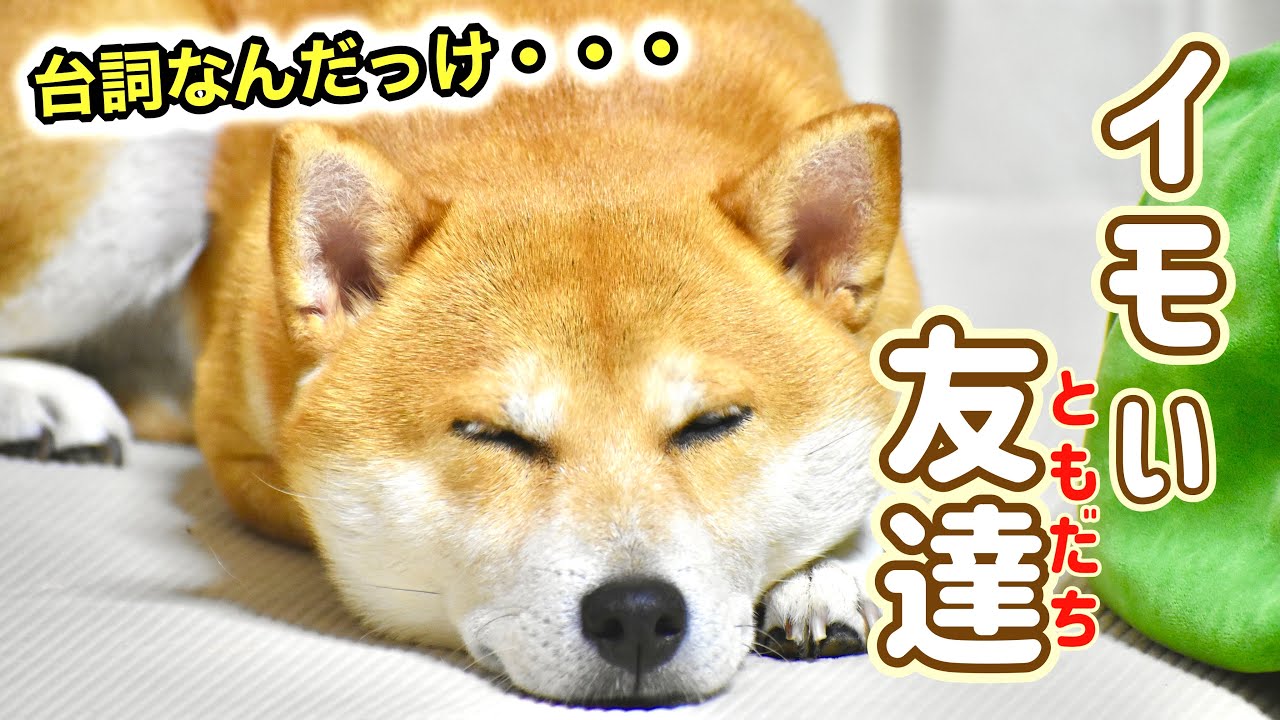 柴犬がジブリの名ゼリフをなんとか思い出し、ディズニーキャラクターを仲間をしたお話【あるじのステップ一気見】