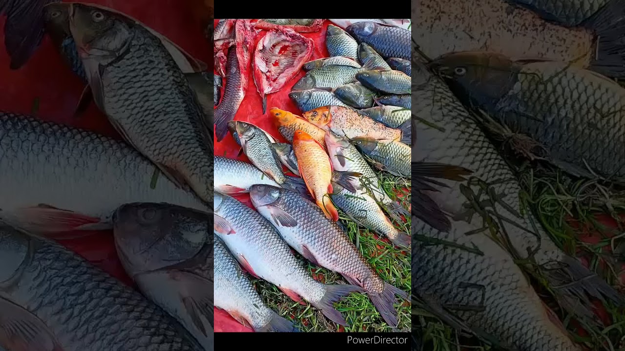 // All Types Of River Fish //