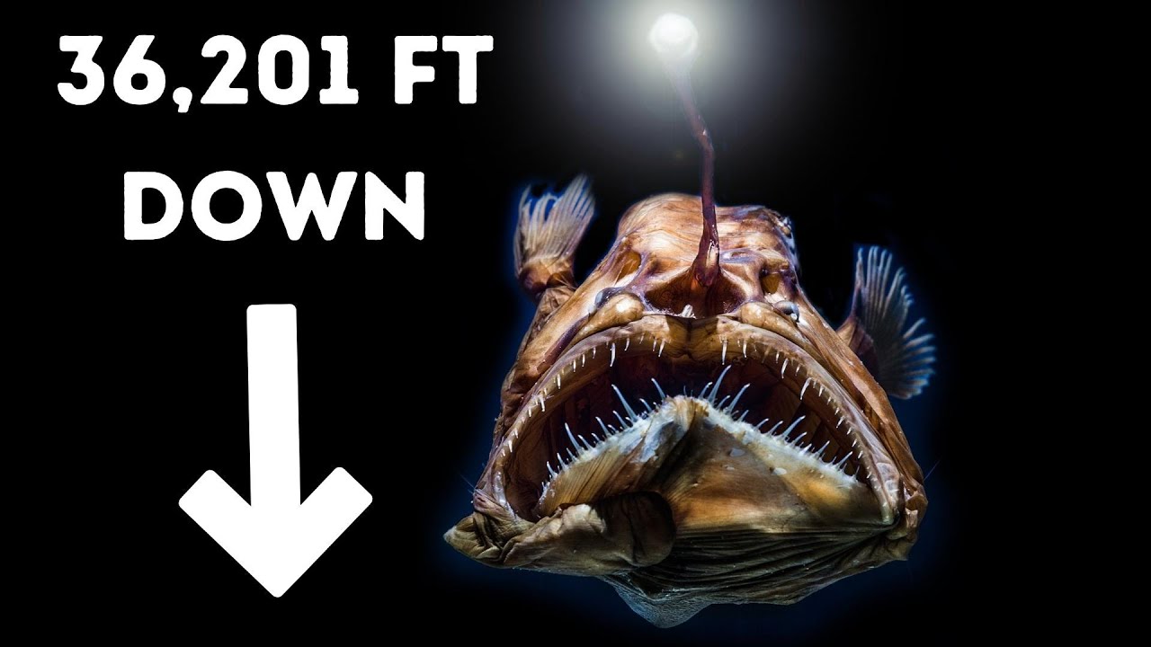 10 STRANGEST Animals in the Mariana Trench