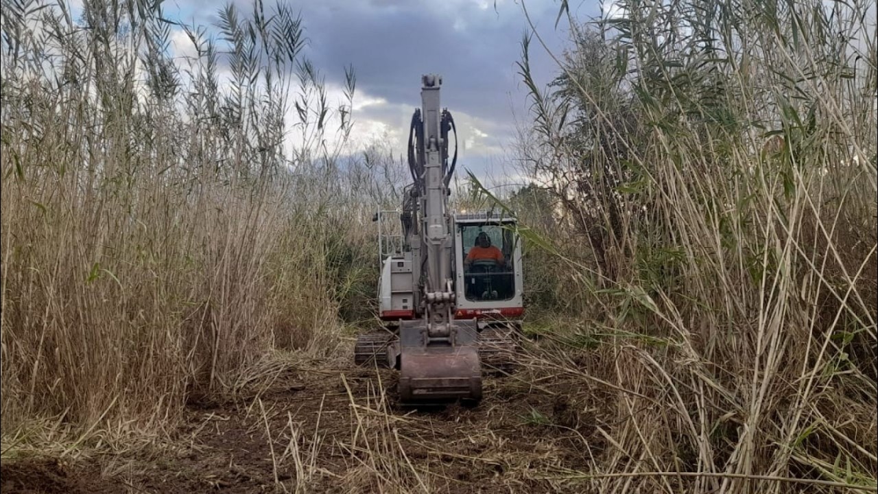 Abarán tiene un plan para eliminar la caña invasora y recuperar el bosque de ribera