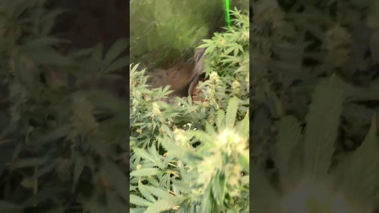 #homegrown #cookies #autos #autoflower #cannabis #marijuanareviews #marijuanagrowers
