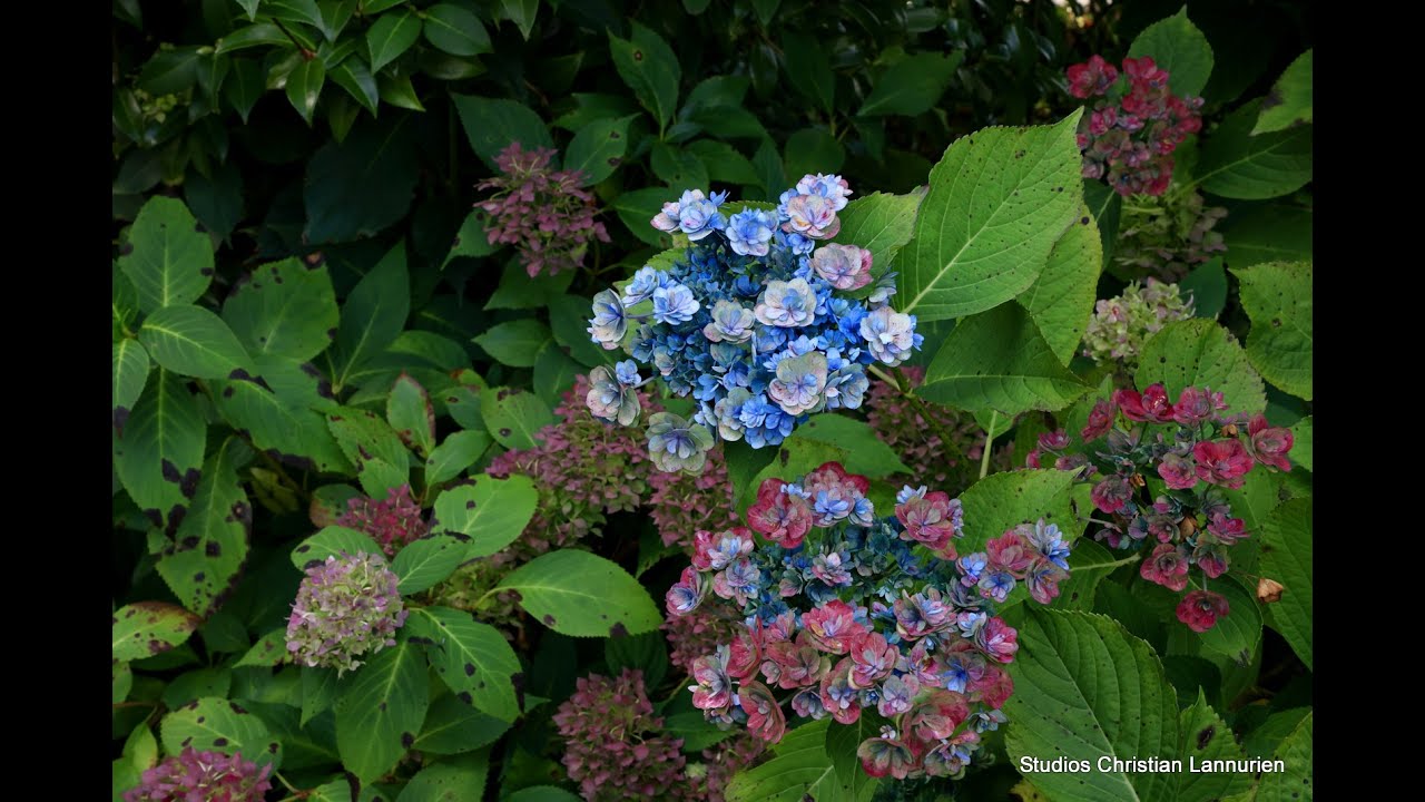 Jardins privés en Bretagne : Si vous aimez les fleurs . 4K UHD . 14 Septembre 2025