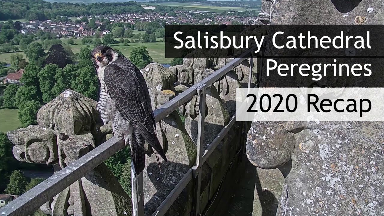 Salisbury Cathedral Peregrines : 2020 Recap