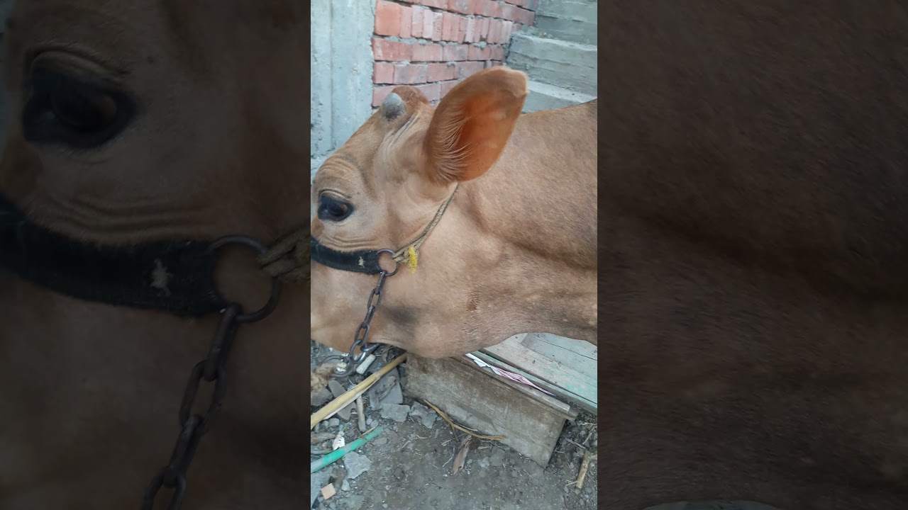 bovine leukosis (enlargement of all superficial lymph nodes)
