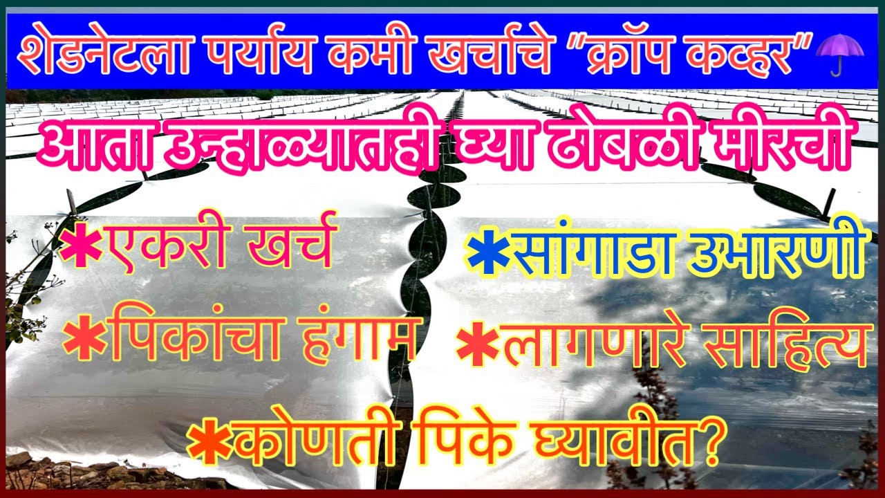 “क्रॉप कव्हर” खाली ढोबळी मिरची A टू Z माहिती#Capscicum under Crop Cover