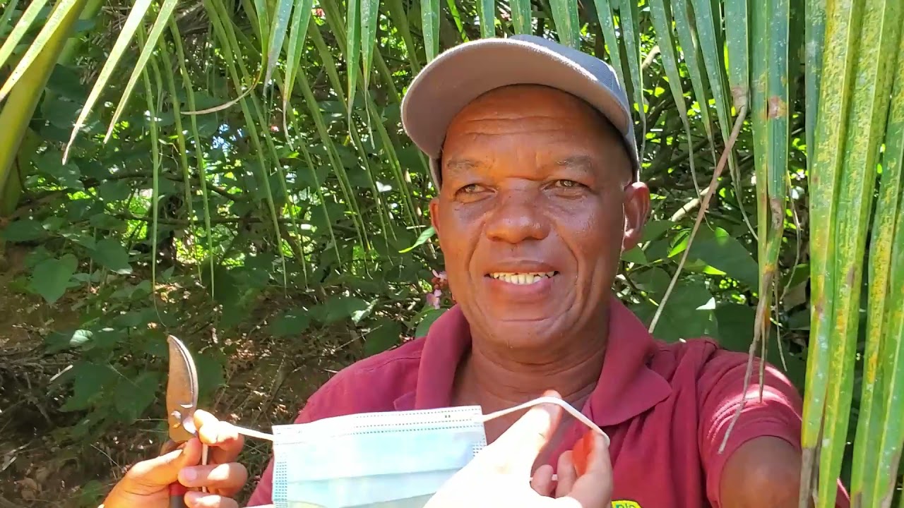 Jamaican Spice Expert REVEALS The INCREDIBLE Health Benefits Of Annatto | #CockpitCountry