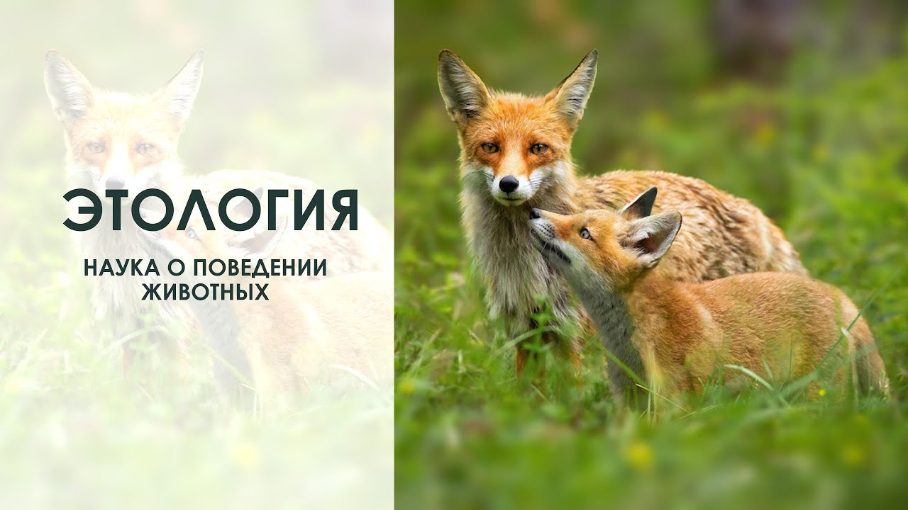 Этология - наука о поведении животных