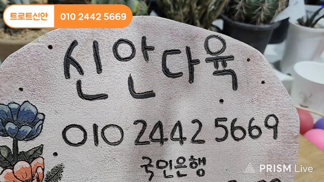 트로트신안 라이브 방송