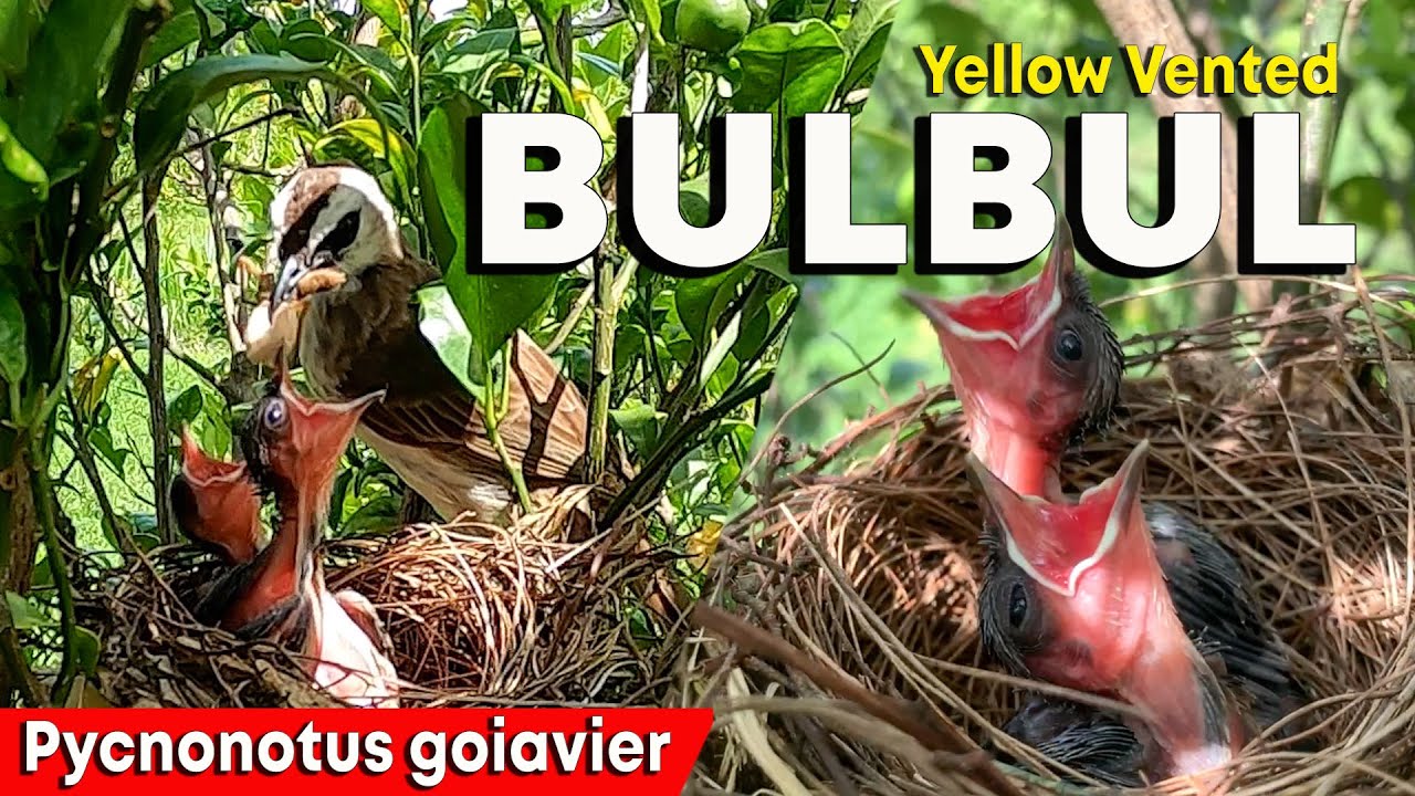 Mother Bird Feeding Young Chicks - YELLOW VENTED BULBUL