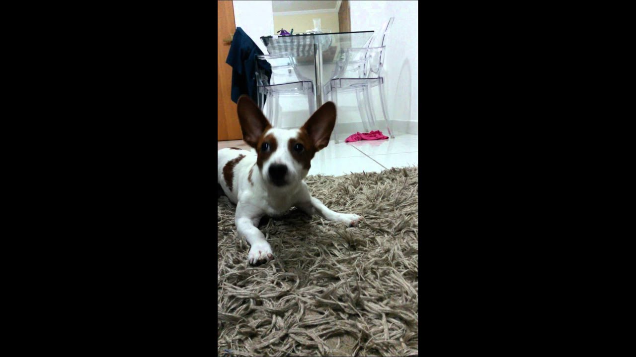 Cachorro levando bronca do Pai - Ted