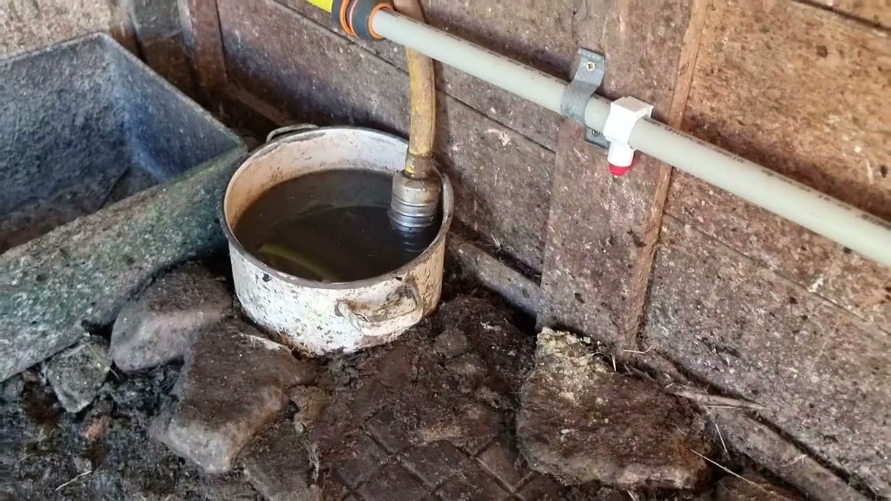 Как да гледаме #пернати,без да сме ангажирани всеки ден❓️