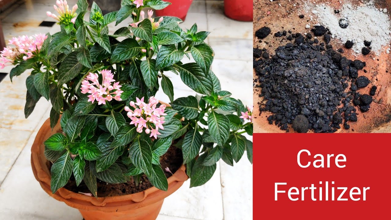 Pentas flowering plant care n organic fertilizer, Pentas के पौधे की देखभाल...