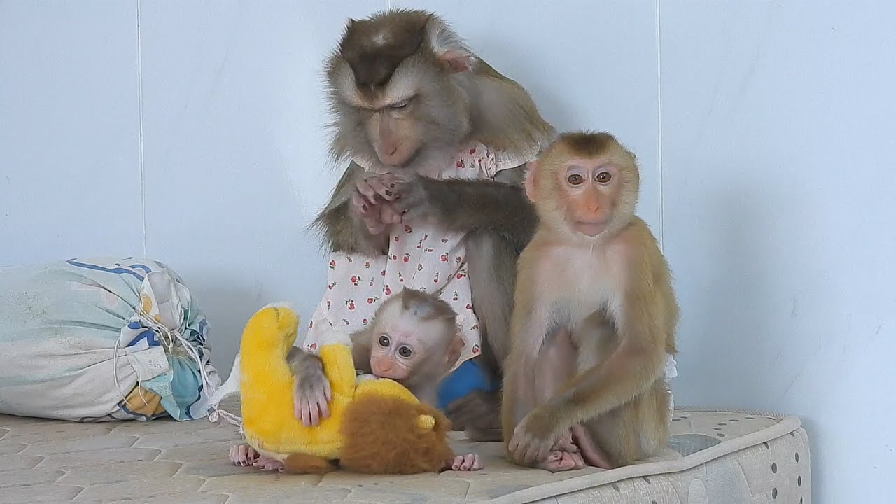 Adorable Luna's Family Playing Long Pillow Together