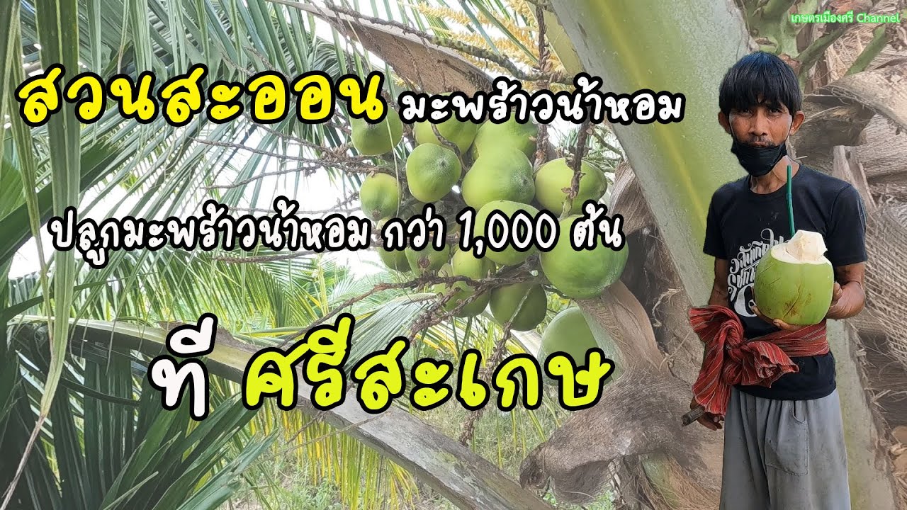 ขุดลอกร่องน้ำ ปลูกมะพร้าวน้ำหอมกว่า 1,000 ต้น ปลูกพืชหน้าดิน มีกินมีใช้ตลอดปี