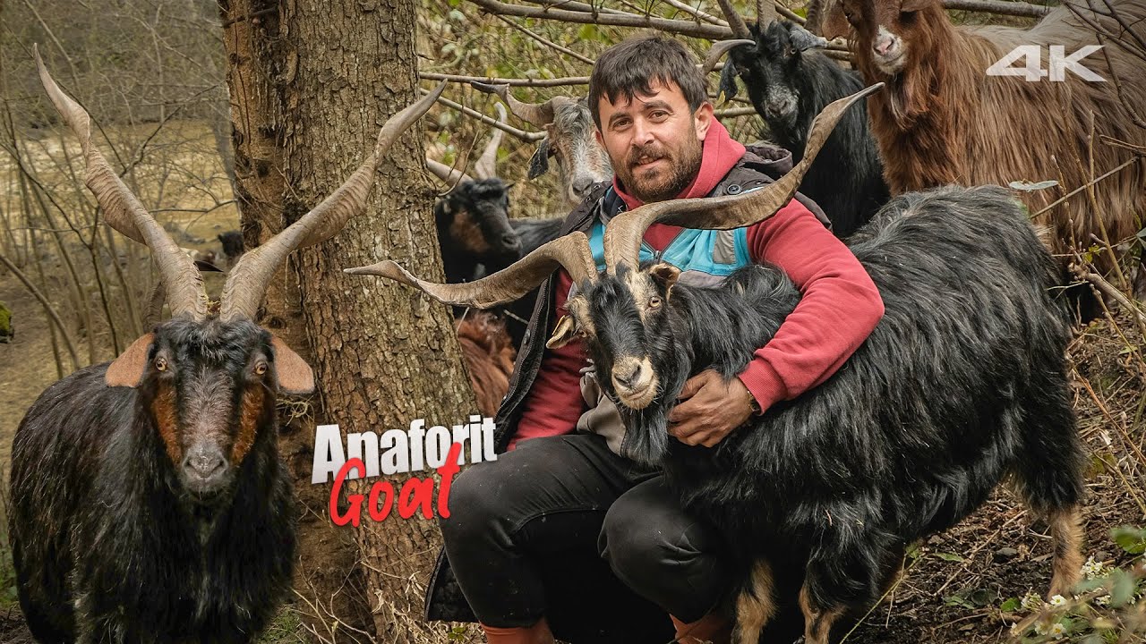 Родственники горного козла: анафоритные козлы | Документальный фильм ▫️4K▫️