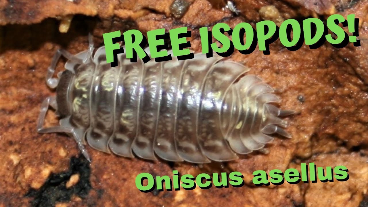 Free Isopods  Oniscus asellus