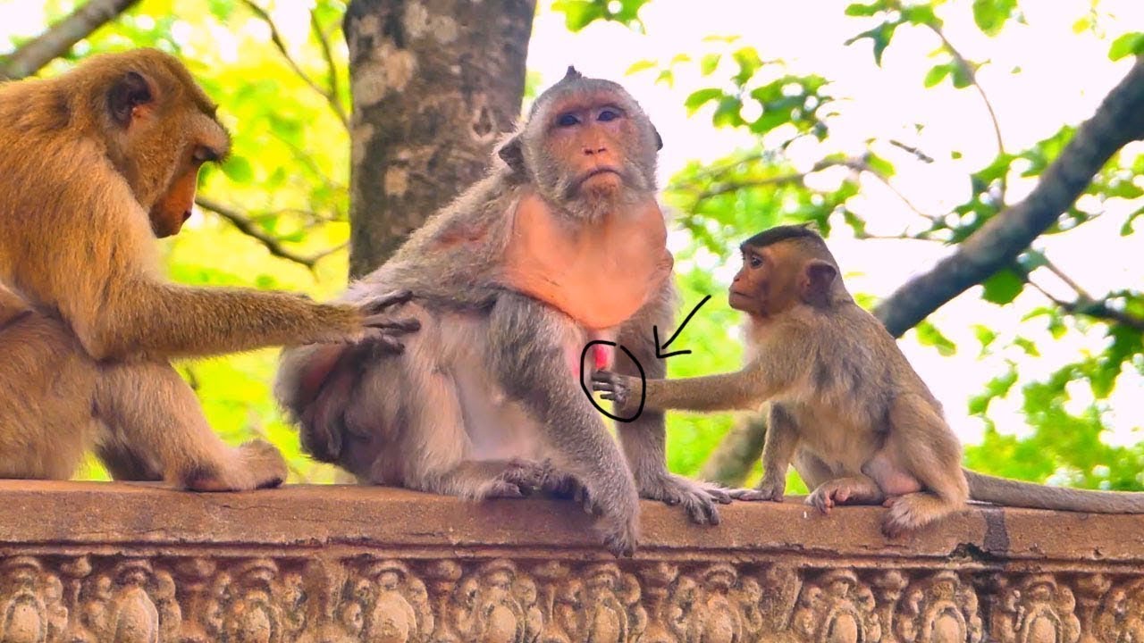 So s@d&hellip; baby monkey Berica won&rsquo;t stop c_rying, hoping her mother Berry will finally feed her.