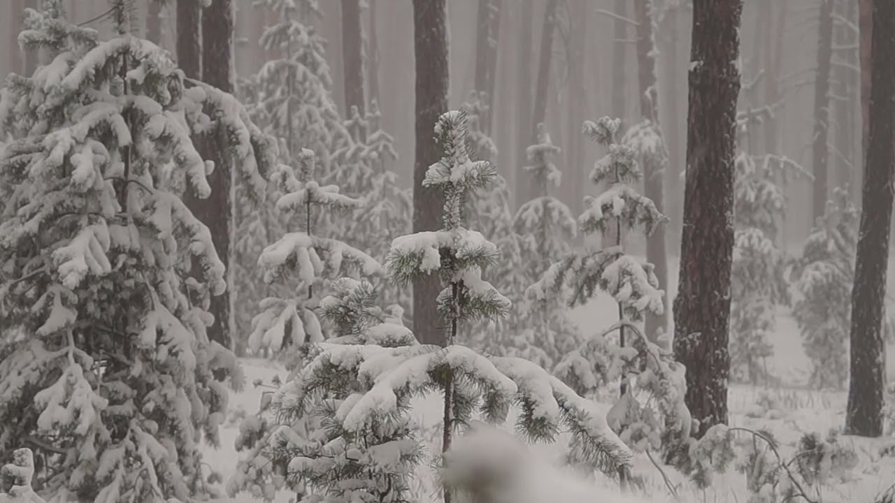 Peaceful sounds of rain and a relaxing view of snow covered mini spruce trees in the wind and snow