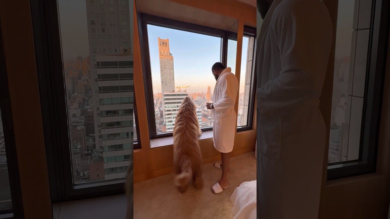 $40 vs $4,000 Hotel With My Dog! @HotelPlanner30  #pettravel #goldendoodle #dogdad