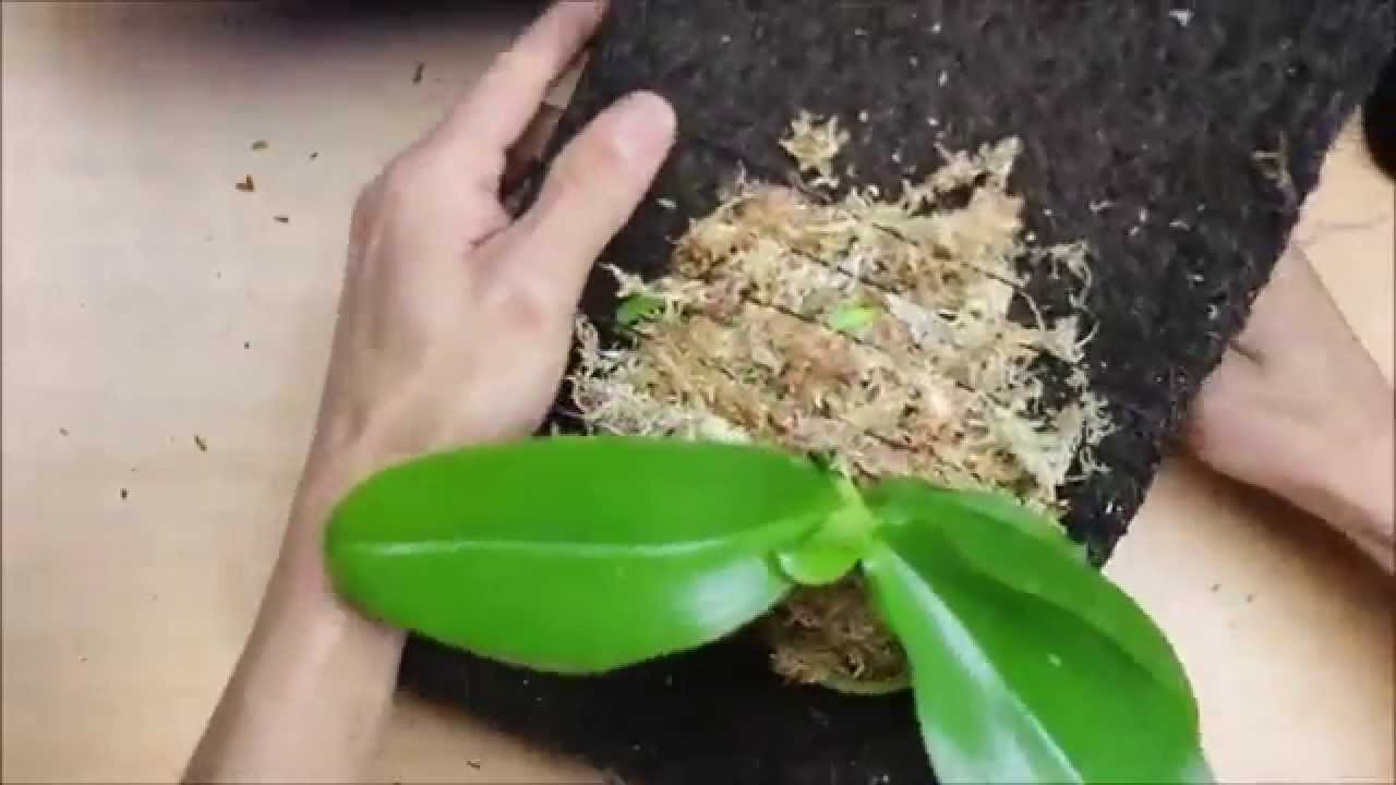 簡單換水草
